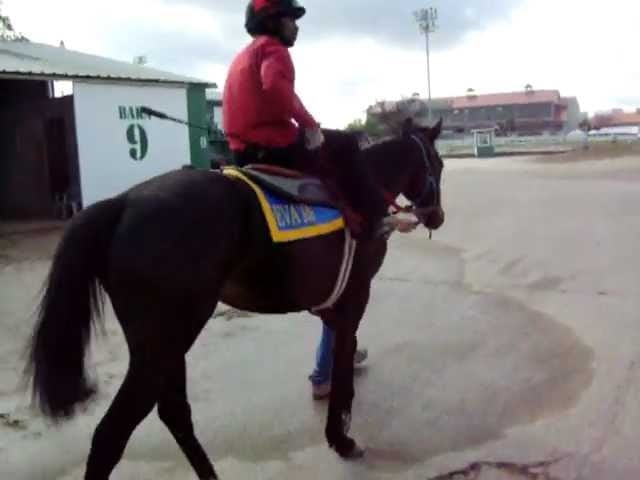 Satoshi's Daemon race horse